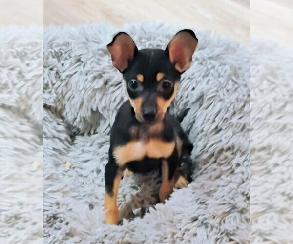 Medium Photo #1 Miniature Pinscher Puppy For Sale in TEXARKANA, AR, USA