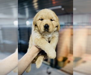 Golden Retriever Puppy for Sale in ALLEGRE, Kentucky USA