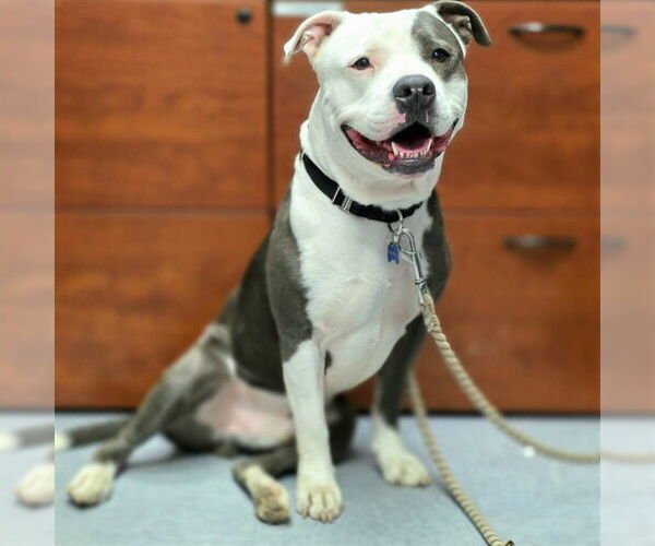 Medium Photo #2 Mutt Puppy For Sale in Long Beach, CA, USA