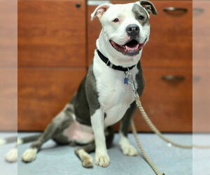 *RALLY - Male Mutt Dog for Adoption - Photo #2