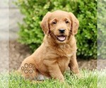 Small #3 Miniature Labradoodle