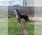 Small Bernese Mountain Dog