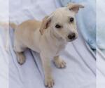 Small #17 Chihuahua-Colonial Cocker Spaniel Mix