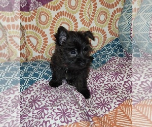 Cairn Terrier Puppy for sale in METHUEN, MA, USA