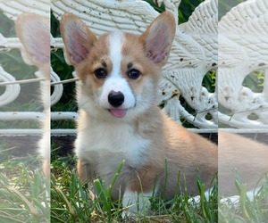 Mutt Dogs for adoption in HOPKINSVILLE/PRINCETON, KY, NH, USA