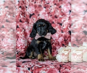 Cavapoo Puppy for sale in NOTTINGHAM, PA, USA