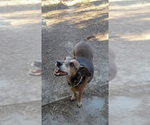 Small #3 German Pinscher-Rhodesian Ridgeback Mix