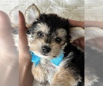 Small #20 Morkie