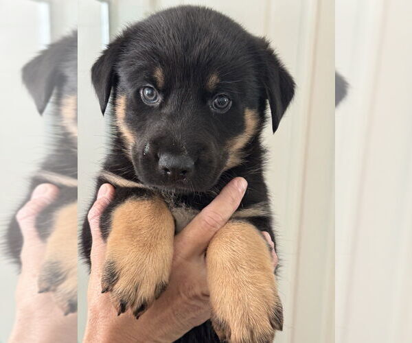 Medium Photo #1 Australian Shepherd-German Shepherd Dog Mix Puppy For Sale in Dana Point, CA, USA