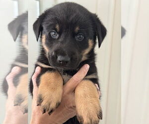 Australian Shepherd-German Shepherd Dog Mix Dogs for adoption in Dana Point, CA, USA