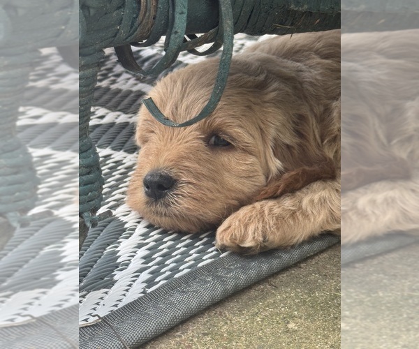Medium Photo #2 Goldendoodle (Miniature) Puppy For Sale in CAMBRIDGE, MN, USA