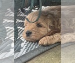 Small #1 Goldendoodle (Miniature)