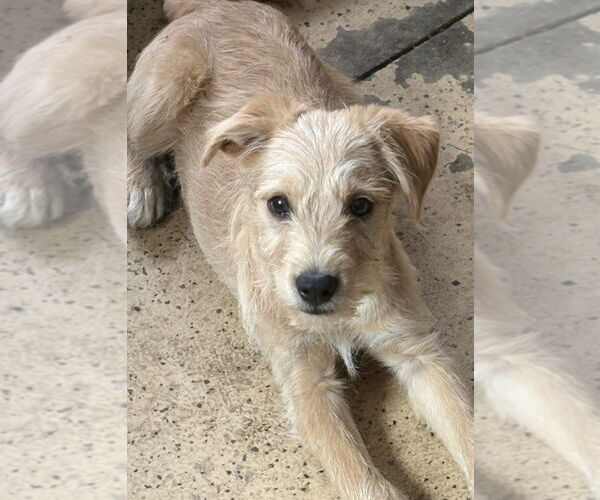 Medium Photo #2 Mutt Puppy For Sale in Andover, MN, USA