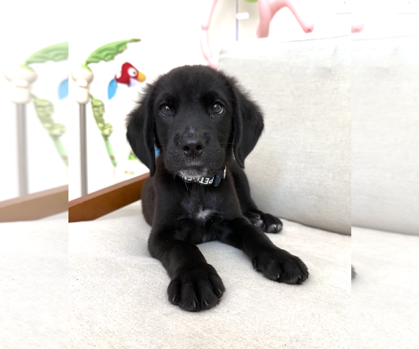 Medium Photo #2 Labrador Retriever-Unknown Mix Puppy For Sale in Rockville, MD, USA