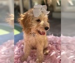 Small Photo #20 Goldendoodle mix (+ Poodle Miniature) Puppy For Sale in MENIFEE, CA, USA