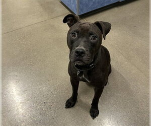 Mutt Dogs for adoption in Globe, AZ, USA