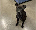 Small Mutt