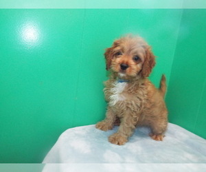 Cheeks Puppy for sale in HIALEAH, FL, USA