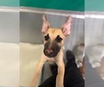 Small #1 German Shepherd Dog Mix