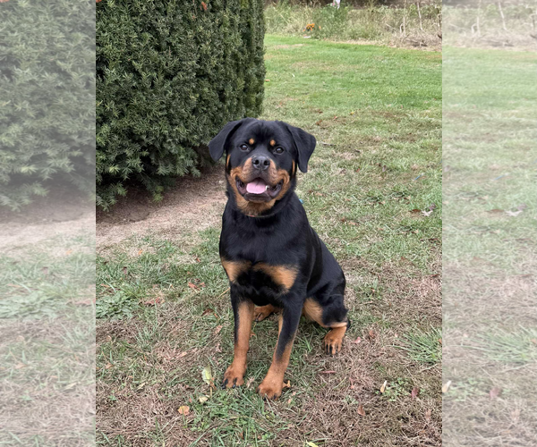 Medium Photo #3 Rottweiler Puppy For Sale in Spring Lake, NJ, USA