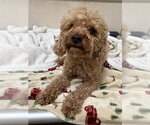 Small Poodle (Miniature)