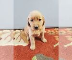 Small Photo #6 Golden Retriever Puppy For Sale in SACRAMENTO, CA, USA