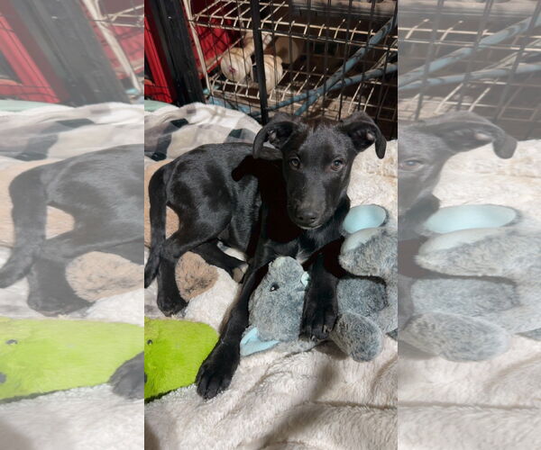 Medium Photo #2 Catahoula Leopard Dog-Unknown Mix Puppy For Sale in Ball Ground, GA, USA