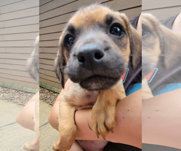 Medium Photo #5 Labrador Retriever-Unknown Mix Puppy For Sale in The Woodlands, TX, USA