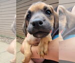 Small #4 Labrador Retriever Mix