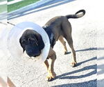 Small #1 Fila Brasileiro