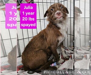 Chihuahua-Unknown Mix Dogs for adoption in Virginia Beach, VA, USA