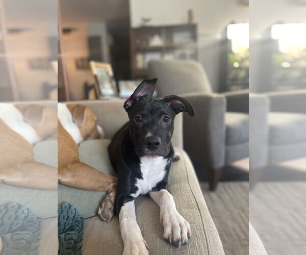 Medium Photo #11 Mutt Puppy For Sale in Holly Springs, NC, USA