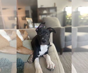 Neriah - Louisiana Litter - Female Mutt Dog for Adoption - Photo #11