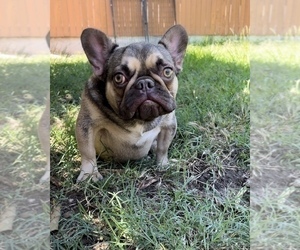 French Bulldog Puppy for sale in OJAI, CA, USA