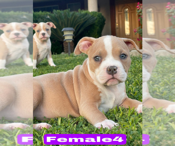 Medium Photo #2 American Bully Puppy For Sale in BAKERSFIELD, CA, USA