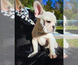 French Bulldog Puppy for sale in TAMPA, FL, USA