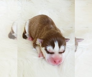 Siberian Husky Puppy for sale in KANSAS CITY, MO, USA
