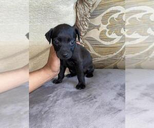 Patterdale Terrier Puppy for Sale in MIAMI, Florida USA