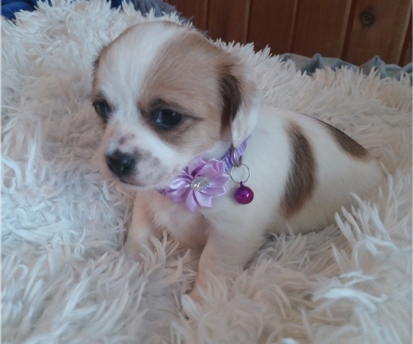 Medium Photo #1 Malchi Puppy For Sale in WOBURN, MA, USA