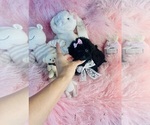 Image preview for Ad Listing. Nickname: Poodles