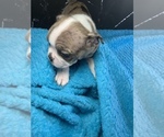 Small #8 Boston Terrier