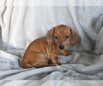 Small Photo #3 Dachshund Puppy For Sale in FREDERICKSBURG, OH, USA