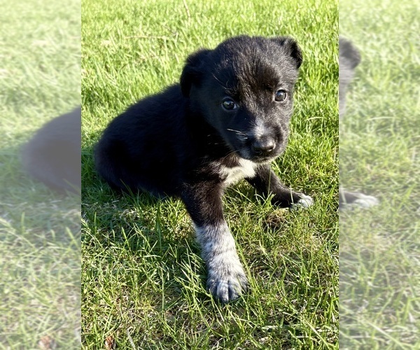 Medium Photo #2 Border-Aussie Puppy For Sale in FAIR HAVEN, MI, USA