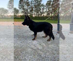 German Shepherd Dog Puppy for sale in CORNELL, MI, USA