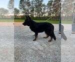 Image preview for Ad Listing. Nickname: Knox