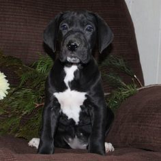 Great Dane Puppy for sale in MILLERSBURG, PA, USA