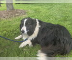 Small Border Collie