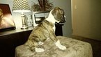 Small Photo #17 Boxer Puppy For Sale in KENNEWICK, WA, USA