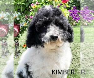 Australian Labradoodle-Poodle (Standard) Mix Puppy for sale in MILLVILLE, MN, USA