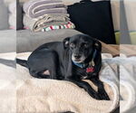 Small Chihuahua Mix